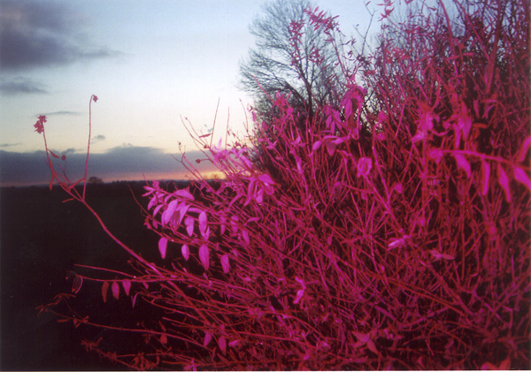Bushes at sunset with magenta flash