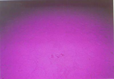 Pawprints in the snow,Magenta flash