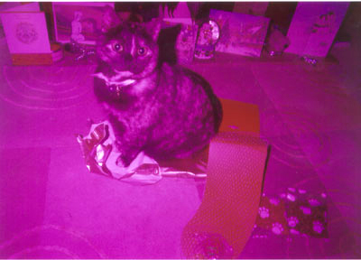 Coco the cat opening her presents, magenta flash