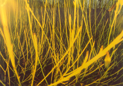 Bare branches with yellow flash